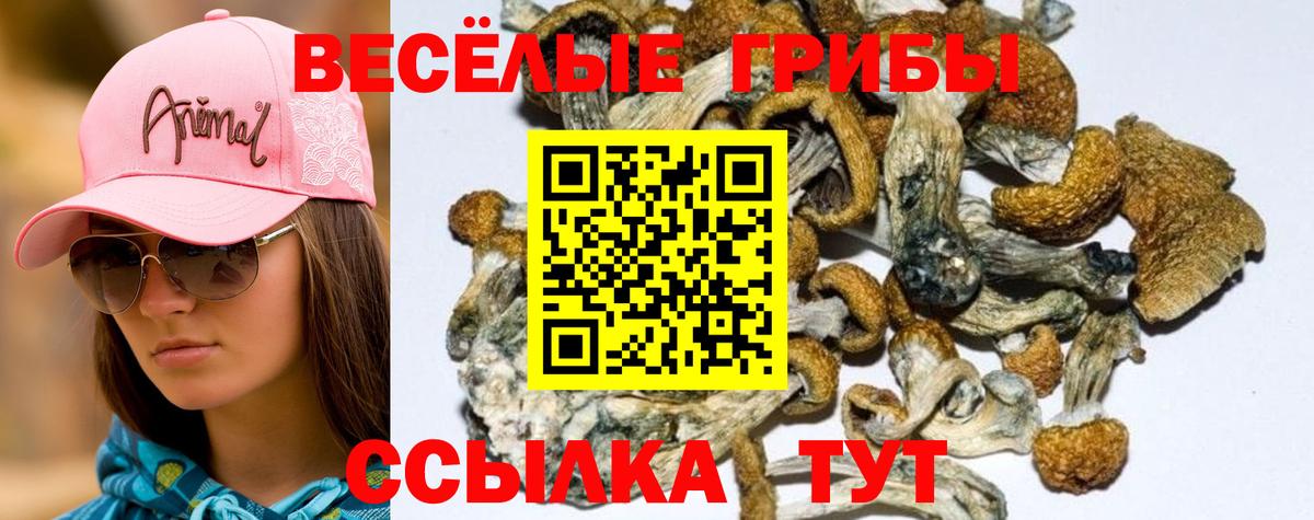 Галлюциногенные грибы GOLDEN TEACHER  Псилоцибиновые грибы Magic Shrooms  Вход с VPN  Жигулёвск 